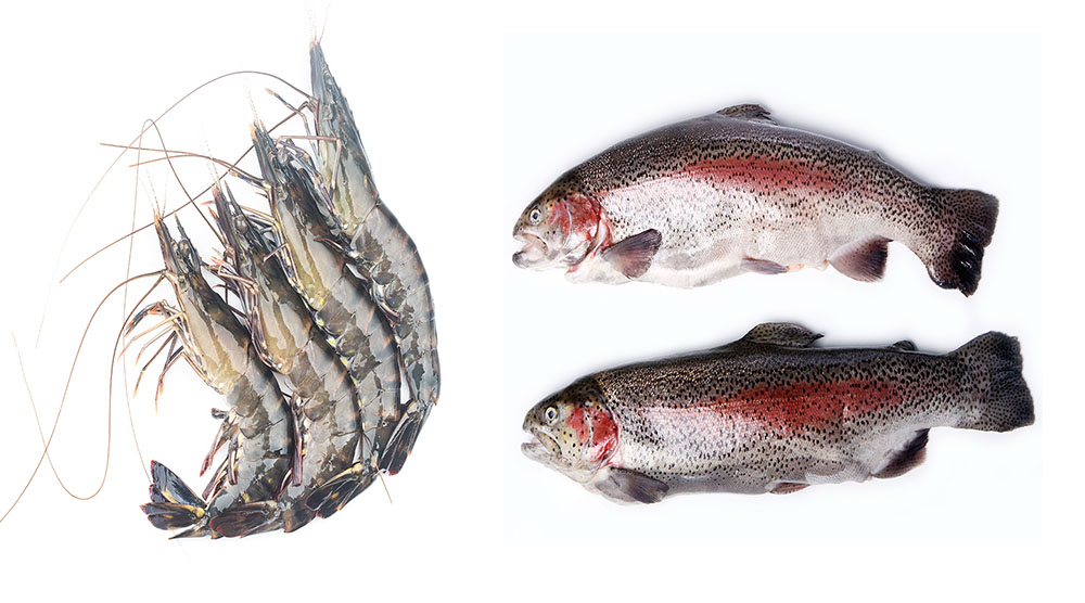 Fresh trout